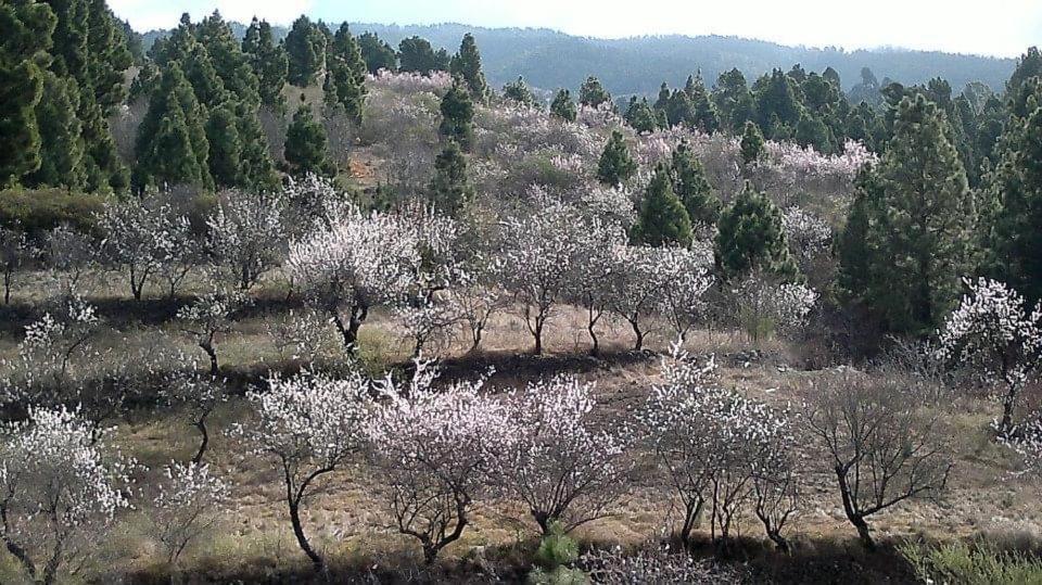 El Almendro * Puntagorda